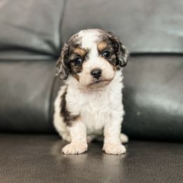 Yukon - Tri-color male Cavapoo puppy in Saint George, Utah from Fitzdoodles