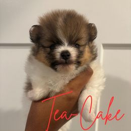Seidy - Orange parti female Pomeranian puppy in Eastover, North Carolina from Tea-Cake Pomeranians of The Carolinas