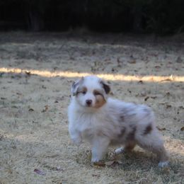 Australian Shepherd Puppies from Haulin Aussies
