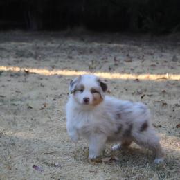 Australian Shepherd Puppies from Haulin Aussies