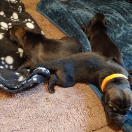 German Shepherd Puppies from Rose Valley German Shepherds