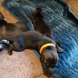 German Shepherd Puppies from Rose Valley German Shepherds