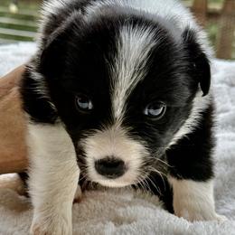 Aspen - Black and white male Border Collie puppy in East Ellijay, Georgia from Nine Peaks Border Collies