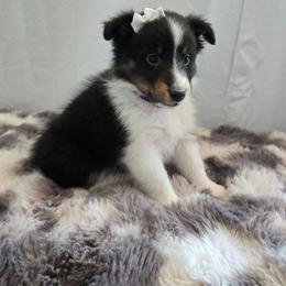 Sweetheart - Black white and tan female Shetland Sheepdog puppy in Wapello, Iowa from Willow Rayne shelties and more