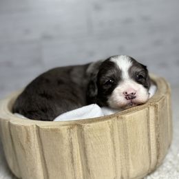 Autumn - Merle female Maltipoo puppy in Bronson, Florida from Tabler Family Puppies
