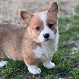 Fig - Red male Pembroke Welsh Corgi puppy in Beggs, Oklahoma from Blue Diamond Corgi’s