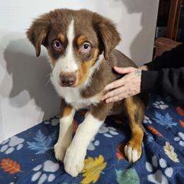 Oscar - Red tri-color male Australian Shepherd puppy in Crestline, Ohio from High Desert Aussies