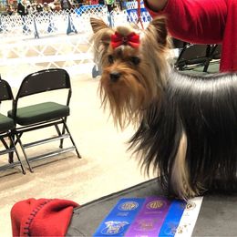 Ken - Yorkshire Terrier