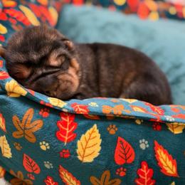 Basil - Black sable male Chinese Shar-Pei puppy in Lenoir, North Carolina from Peitato Chips
