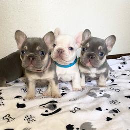 Green collar boy - Tricolors male French Bulldog puppy in Selma, Oregon from Pnwfrenchbulldogs