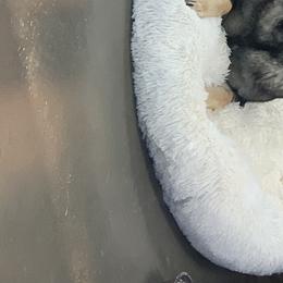 German Shepherds from Puppies by Gandz