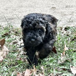 Jazzy - Sable female Poodle puppy in Cabool, Missouri from Rafter B Farms