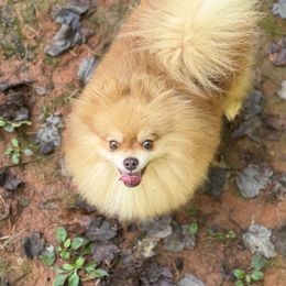 Thor - Pomeranian