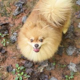 Thor - Pomeranian