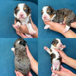 Palmer - Tri-color female Bernedoodle puppy in Yuciapa, California from AlltheDoodlez_
