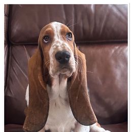 Boy 1 - Black brown and white Basset Hound puppy in Columbia, South Carolina from Pawmetto Hounds
