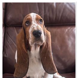 Boy 1 - Black brown and white Basset Hound puppy in Columbia, South Carolina from Pawmetto Hounds