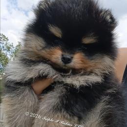 Oliver - Black and tan male Pomeranian puppy in Pembroke, Georgia from Triple P Babies/Pampered Pom Pom babies