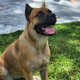 American Corgis, Cane Corso, Pembroke Welsh Corgis, and Rhodesian Ridgebacks from Diamondcrest Farms Inc
