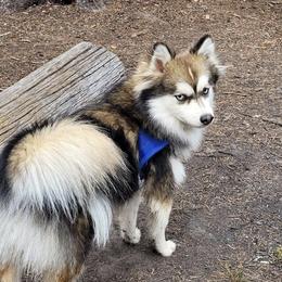 Pomsky All Grown Up from Kenna'z Kuddly Pomskiez