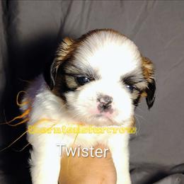 Twister - Tricolor male Shih Tzu puppy in Memphis, Tennessee from Thorntons Fur Crew
