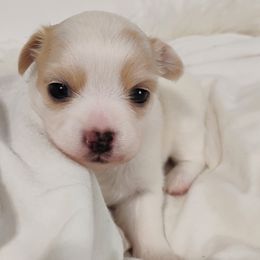 Sirius - White male Chihuahua puppy in Wayland, Michigan from MI Chi