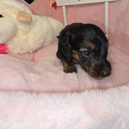 Blossom- Price 2,210 - Brindle female Dachshund puppy in Bristol, Tennessee from It's Mini Wieners Baby