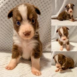 Red tri male - Red tri male Toy Australian Shepherd puppy in Brooker, Florida from Honey, I Shrunk the Aussies