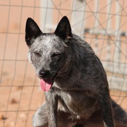 Kaiju - Blue speckled female Australian Cattle Dog puppy in Marana, Arizona from Impact 3rd Australian Cattle Dogs