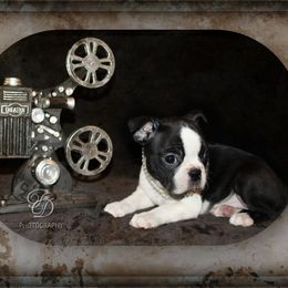 Girl 3 - Black and white female Boston Terrier puppy in North Central, Vermont from Windy Valley’s Bostons