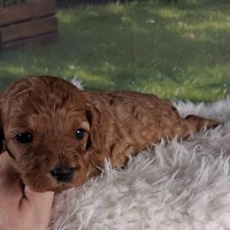 Dolly F1b - Red female Cavapoo puppy in Centerton, Arkansas from Velvet Paws Cavapoos