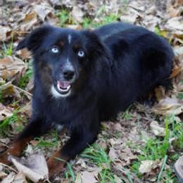 Crush - Miniature Australian Shepherd