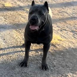 Bebe - Cane Corso