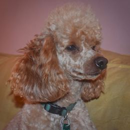 Cockapoo, Cocker Spaniel, and Poodle All Grown Up from The Cocker Cingdom