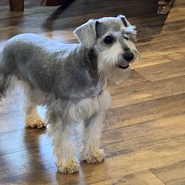 Marsha - Miniature Schnauzer