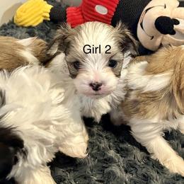 Girl 2 - Black & tan tri-color female Morkie puppy in Ocala, Florida from Hummingbird Fields