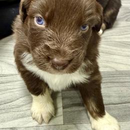 Tetra - Red tri-color female Australian Shepherd puppy in Putnam County, New York from Highland Haven Australian Shepherds