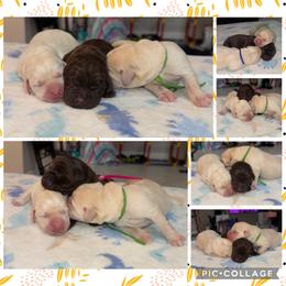 Pink Collar Female - Chocolate female Labrador Retriever puppy in Kissimmee, Florida from SunState Labs