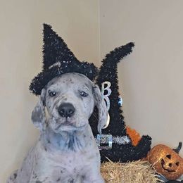 Ghost - Great Dane puppy from Miner's Dynamic Danes