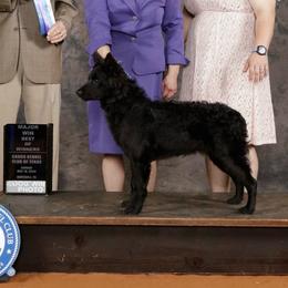 Fizzle - Black male Mudi puppy in Gladewater, Texas from Texas Mudi