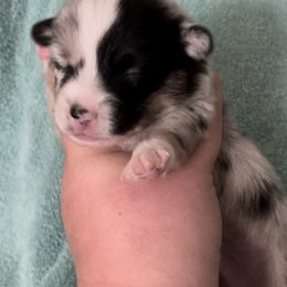 American Corgi and Pembroke Welsh Corgi Puppies from Flying K Corgis