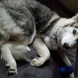 Willow - Siberian Husky