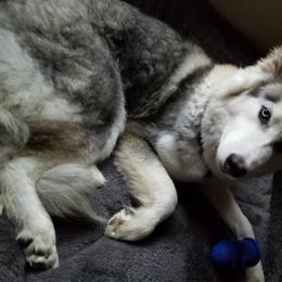 Willow - Siberian Husky