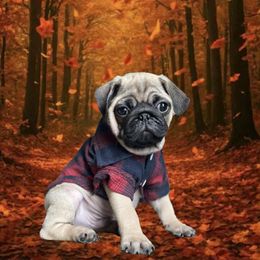 Pug Puppies from Lisa's Pugalicious Pugs