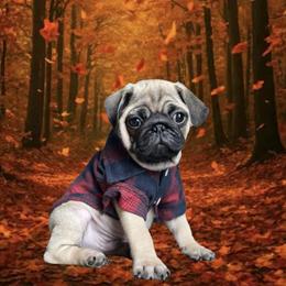 Pug Puppies from Lisa's Pugalicious Pugs