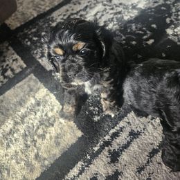 Cocker Spaniel Puppies from VanTrees Cocker Spaniels