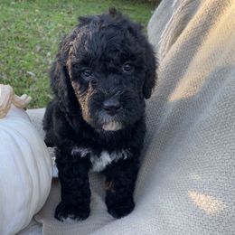 Hunter - Black and white male Sheepadoodle puppy in Columbia, Tennessee from Primrose Cottage Puppies