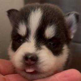 Sassy - Black and white female Pomsky puppy in Spring Hill, Florida from PDQ Pomskies