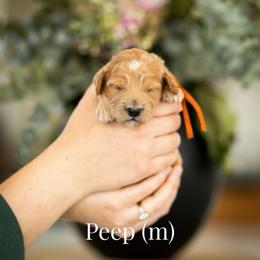 Peep - Apricot male Goldendoodle puppy in Acton, Maine from Silver Pines Pups