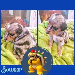 Miniature Australian Shepherd Puppies from Wonderland Aussies